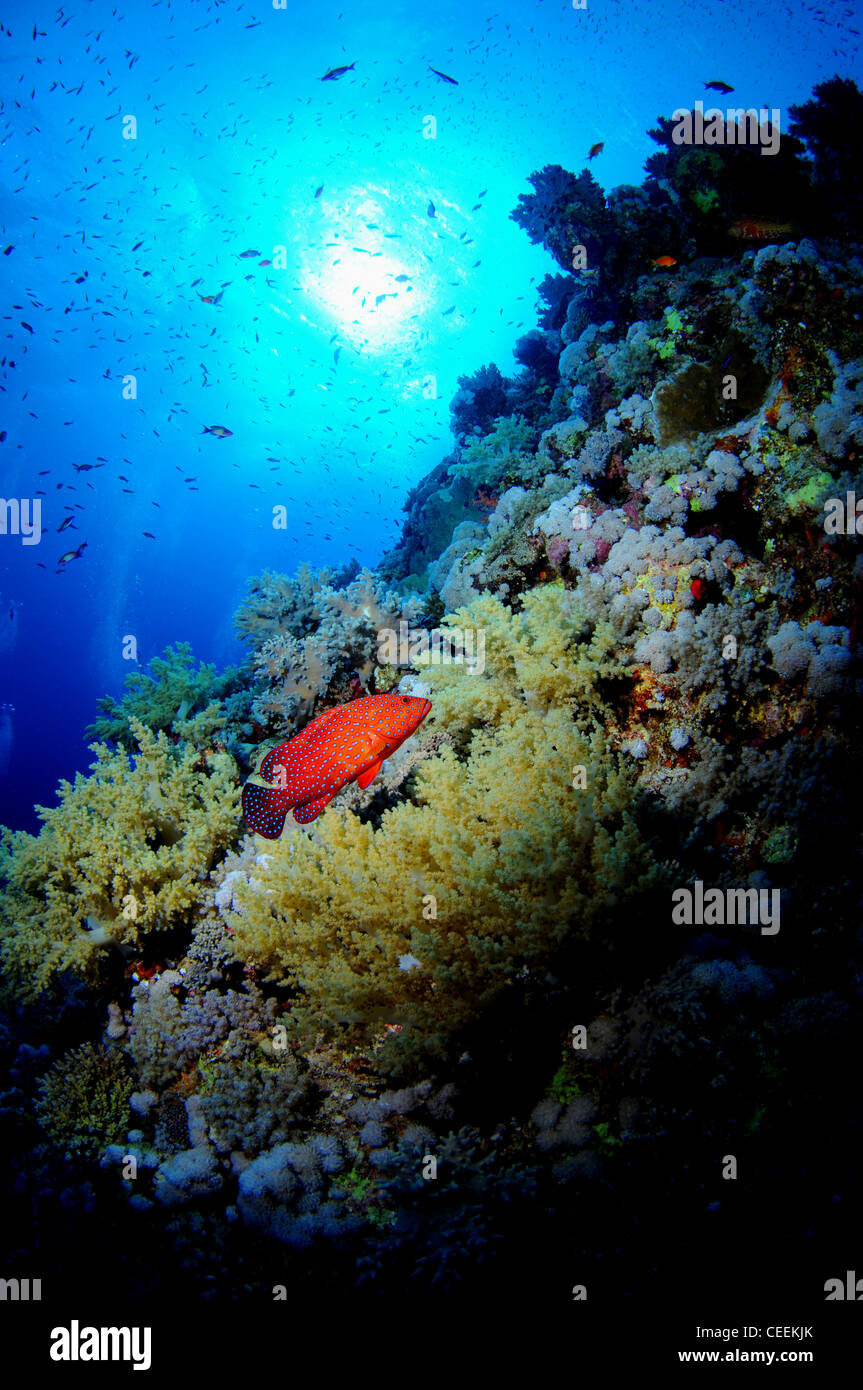 Corallo rosso trote, Mar Rosso Foto Stock