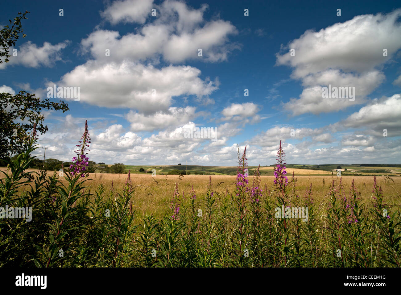 A Cranborne Chase in estate Foto Stock