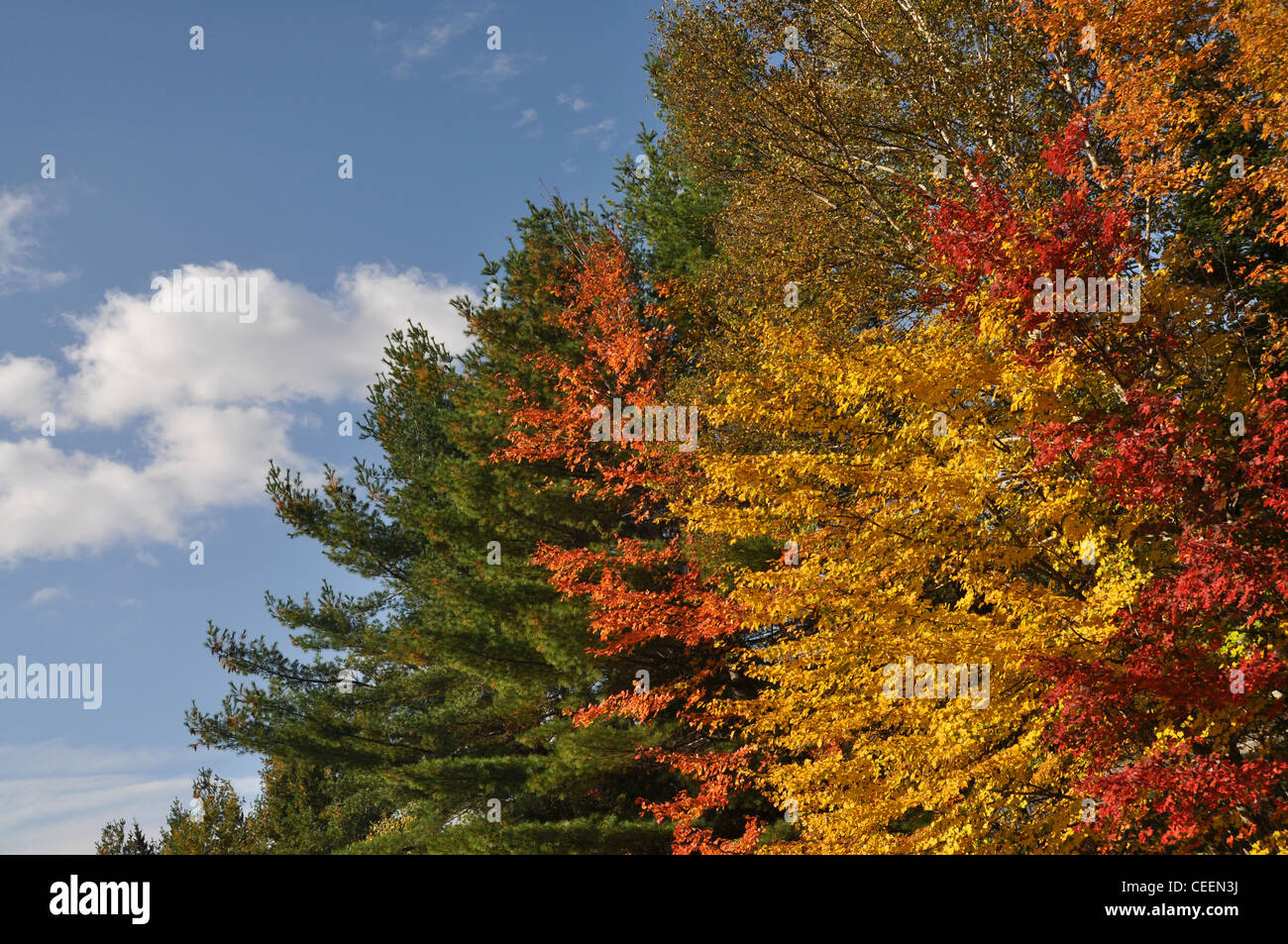 Estate indiana, New England, STATI UNITI D'AMERICA Foto Stock