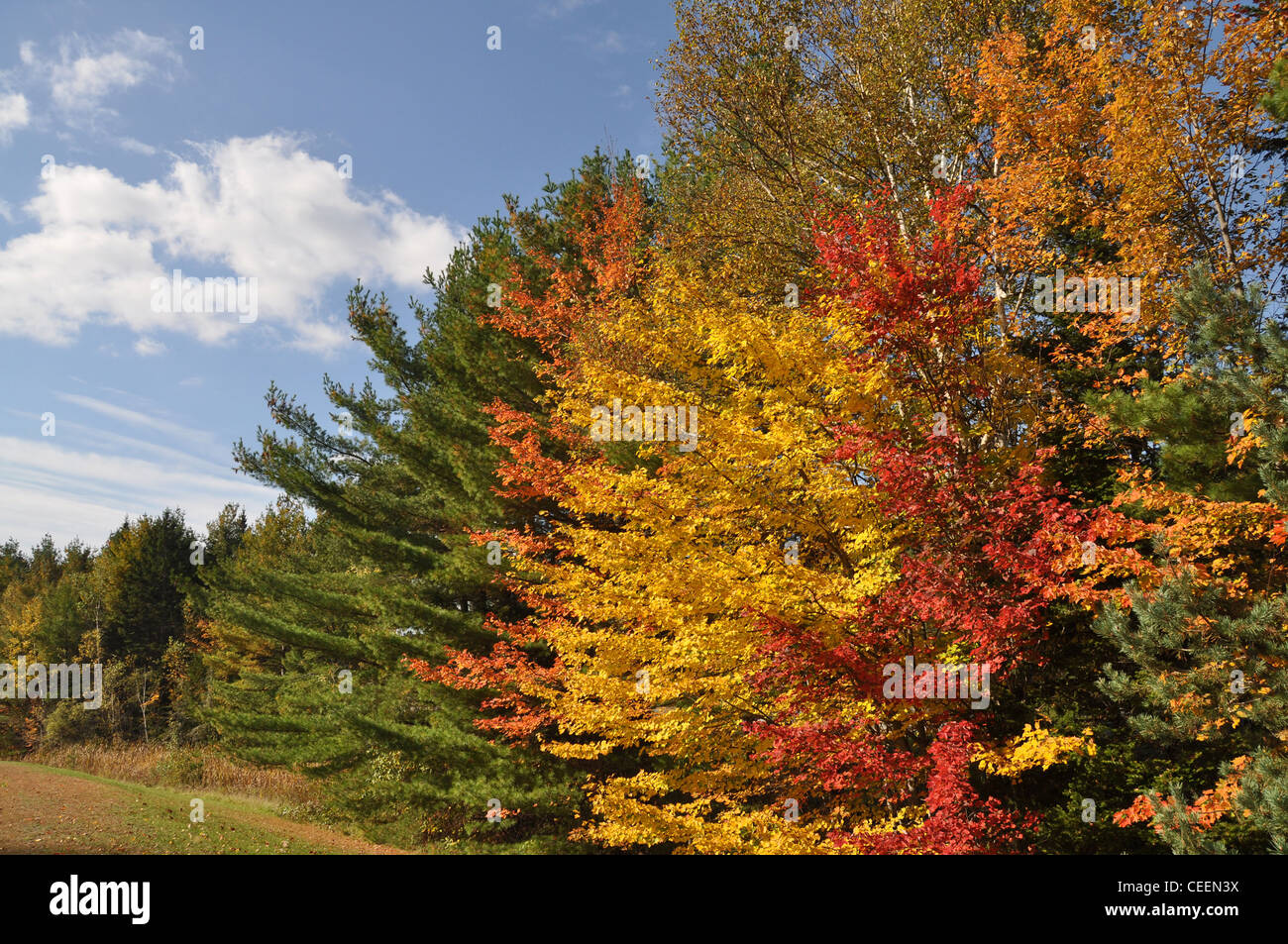 Estate indiana, New England, STATI UNITI D'AMERICA Foto Stock