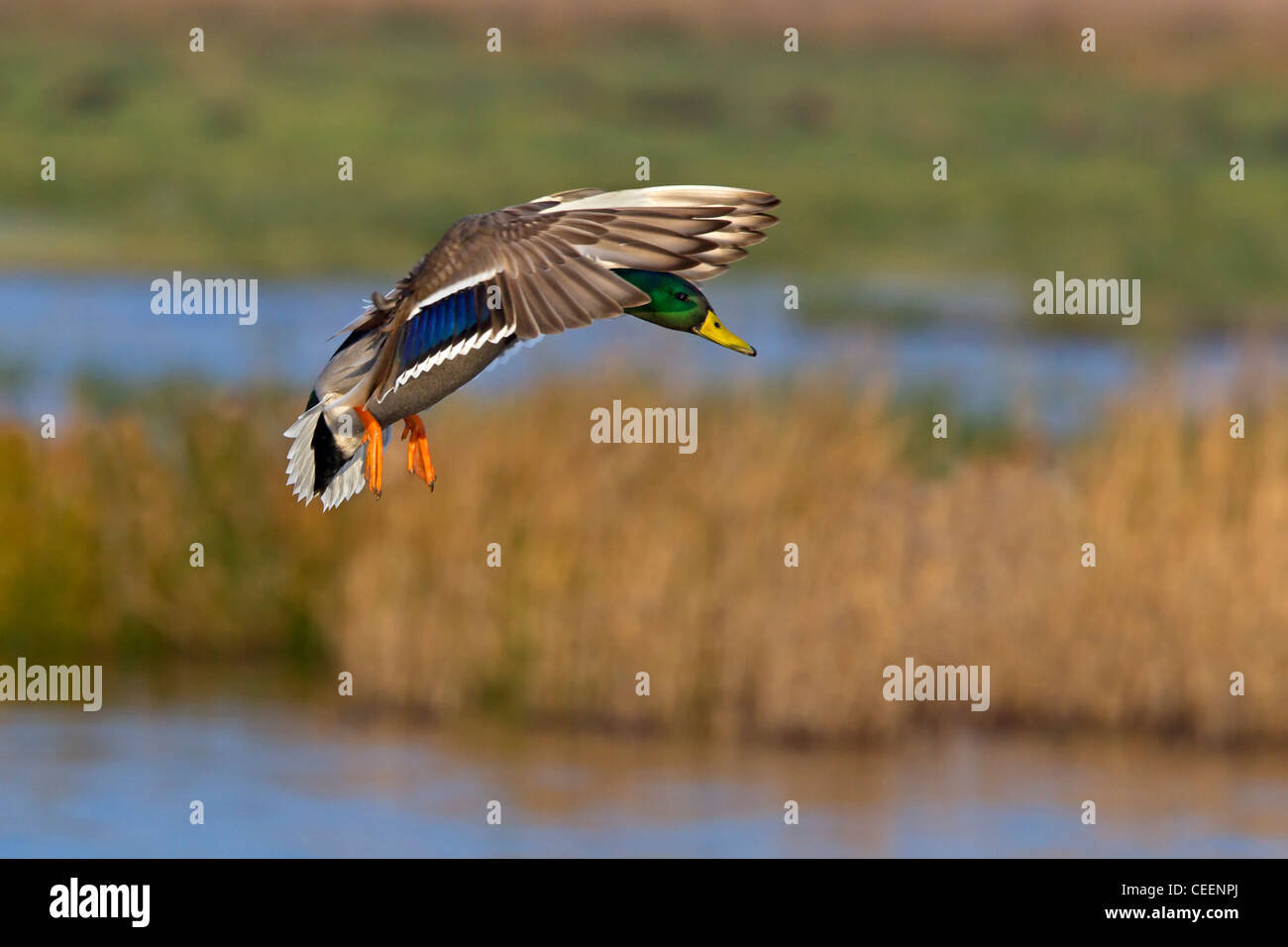 Il Germano Reale maschio battenti Foto Stock