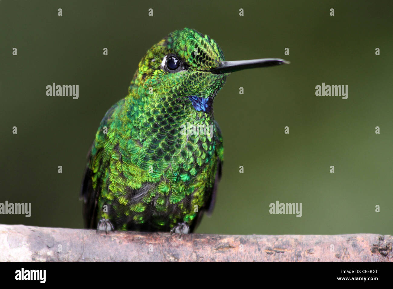 Verde-incoronato brillante Heliodoxa maschio jacula Foto Stock