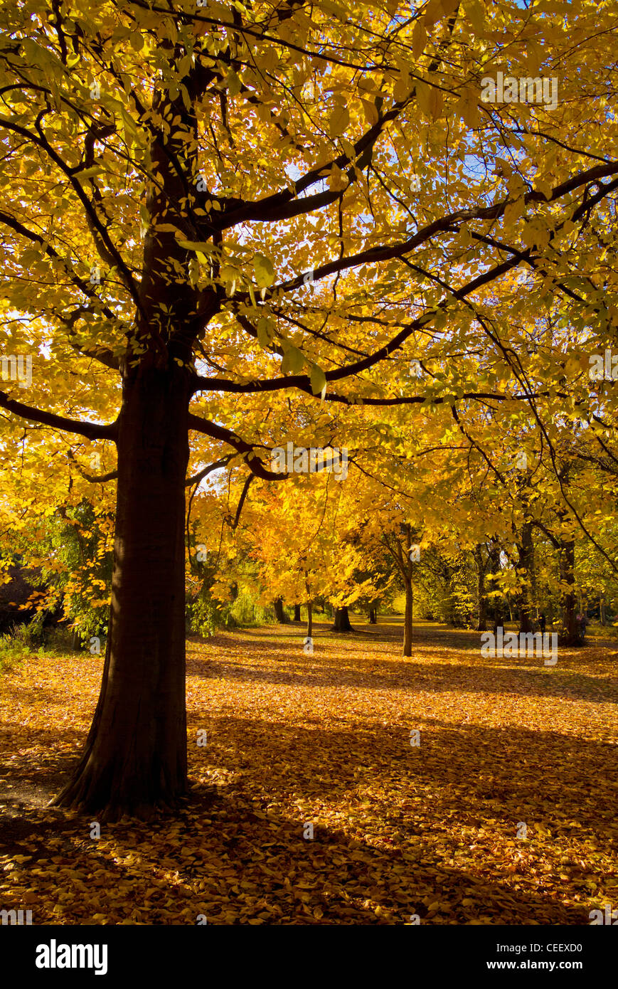 Alberi di autunno a Nottingham University park Nottinghamshire England Regno Unito GB EU europe Foto Stock