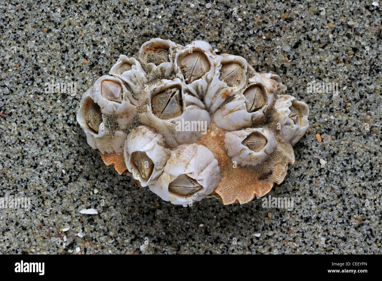 Acorn barnacles / Rock cirripedi (Semibalanus balanoides) Granchio sul guscio della lavata sulla spiaggia, Belgio Foto Stock