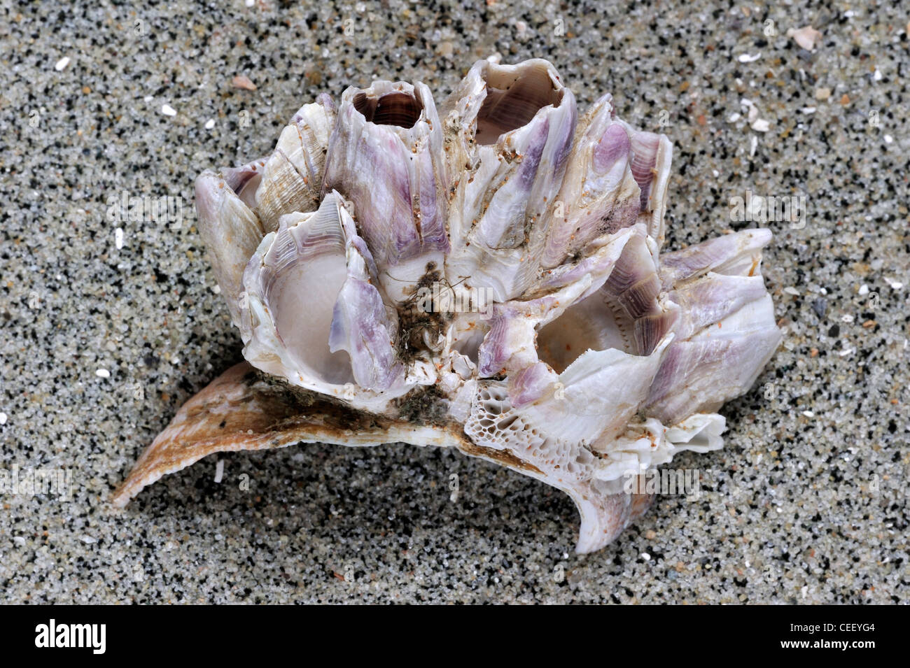 American slipper limpet (Crepidula fornicata) shell sulla spiaggia con Acorn barnacles (Megabalanus tintinnabulum) crescente su di esso Foto Stock