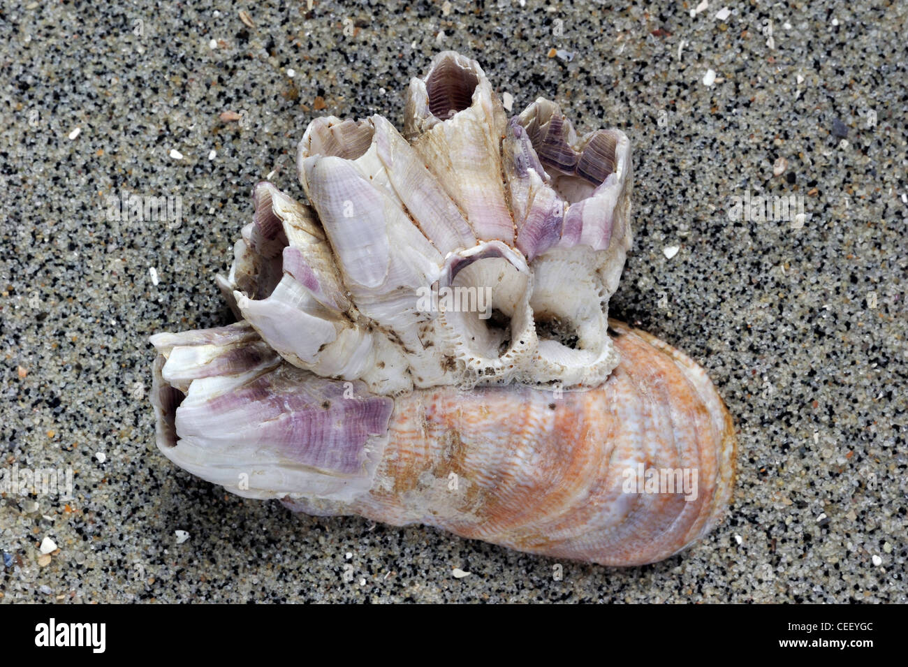 American slipper limpet (Crepidula fornicata) shell sulla spiaggia con Acorn barnacles (Megabalanus tintinnabulum) crescente su di esso Foto Stock