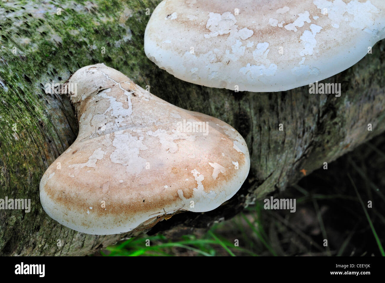 Staffa di betulla fungo / Razor strop (Piptoporus betulinus) caduti sulla betulla in foresta Foto Stock