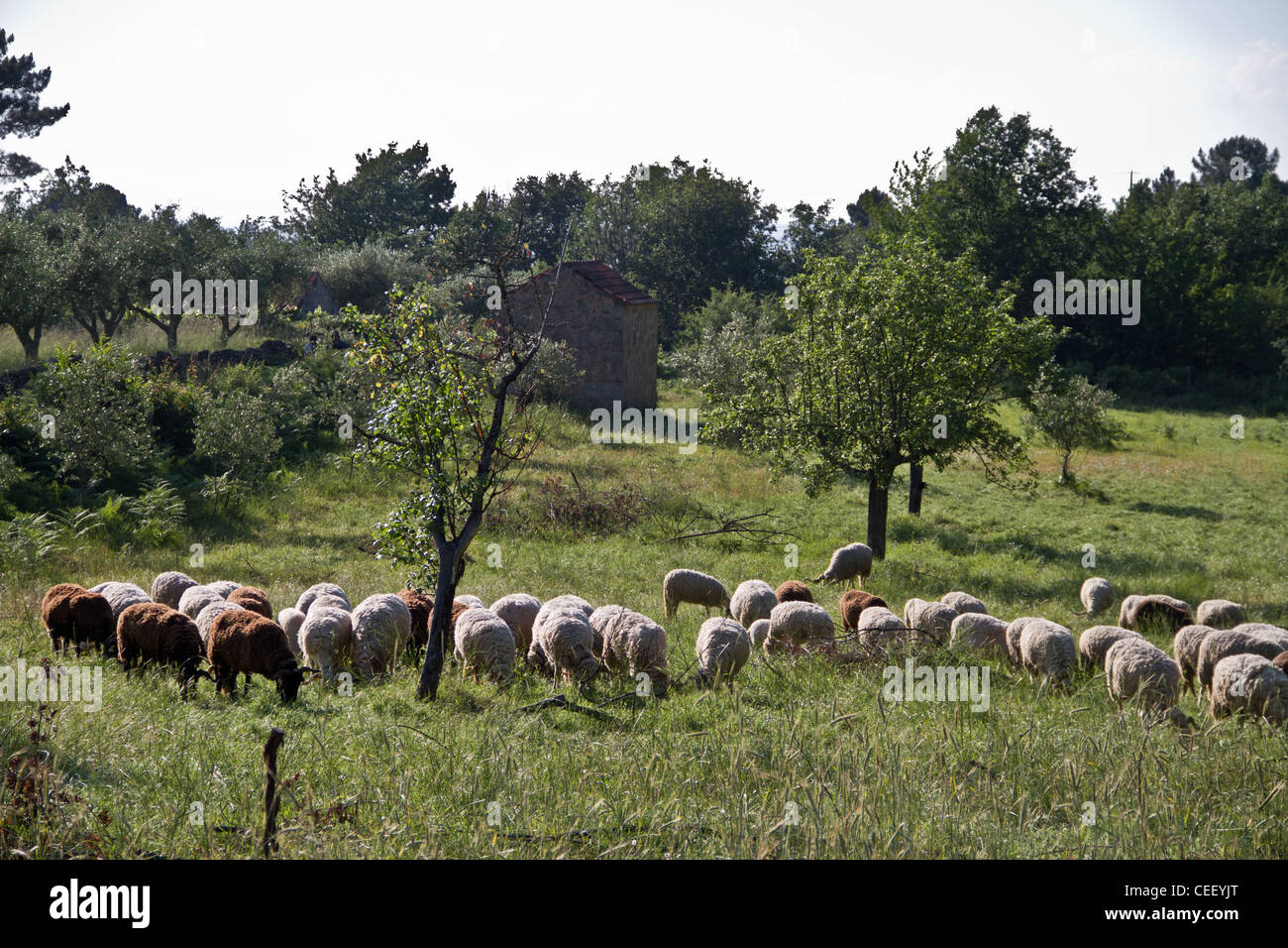 Pecore al pascolo in una giornata di sole in Gouveia, Serra da Estrela, Portogallo. Foto Stock