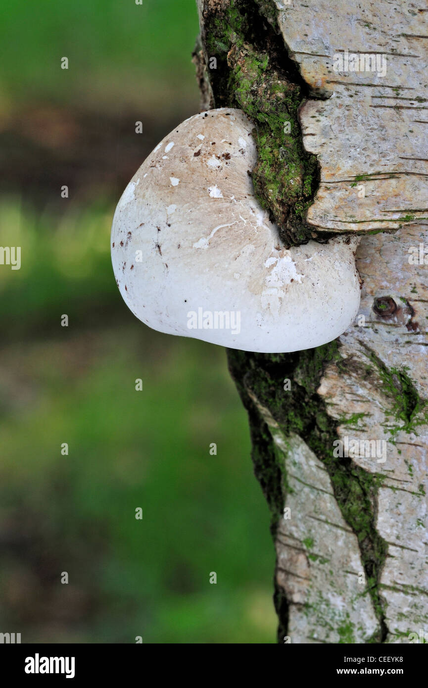 Staffa di betulla fungo / Razor strop (Piptoporus betulinus) sulla betulla in foresta Foto Stock