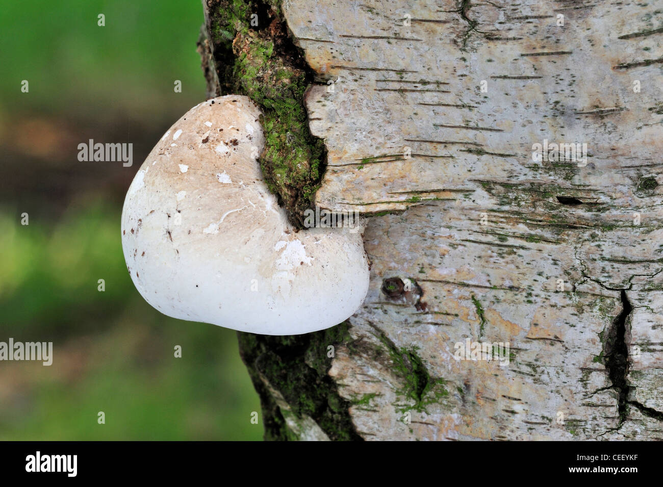 Staffa di betulla fungo / Razor strop (Piptoporus betulinus) sulla betulla in foresta Foto Stock