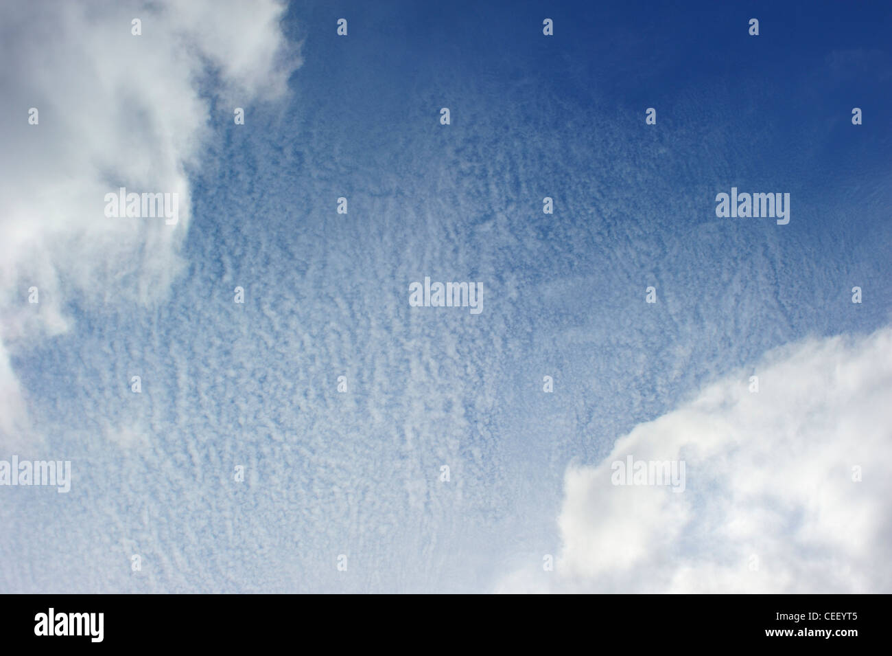Cirrocumulus nuvole contro il cielo blu, Belgio Foto Stock