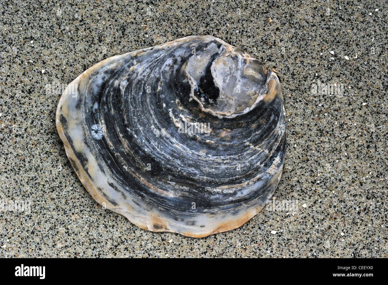 Oyster comune (Ostrea edulis) shell sulla spiaggia, Normandia, Francia Foto Stock