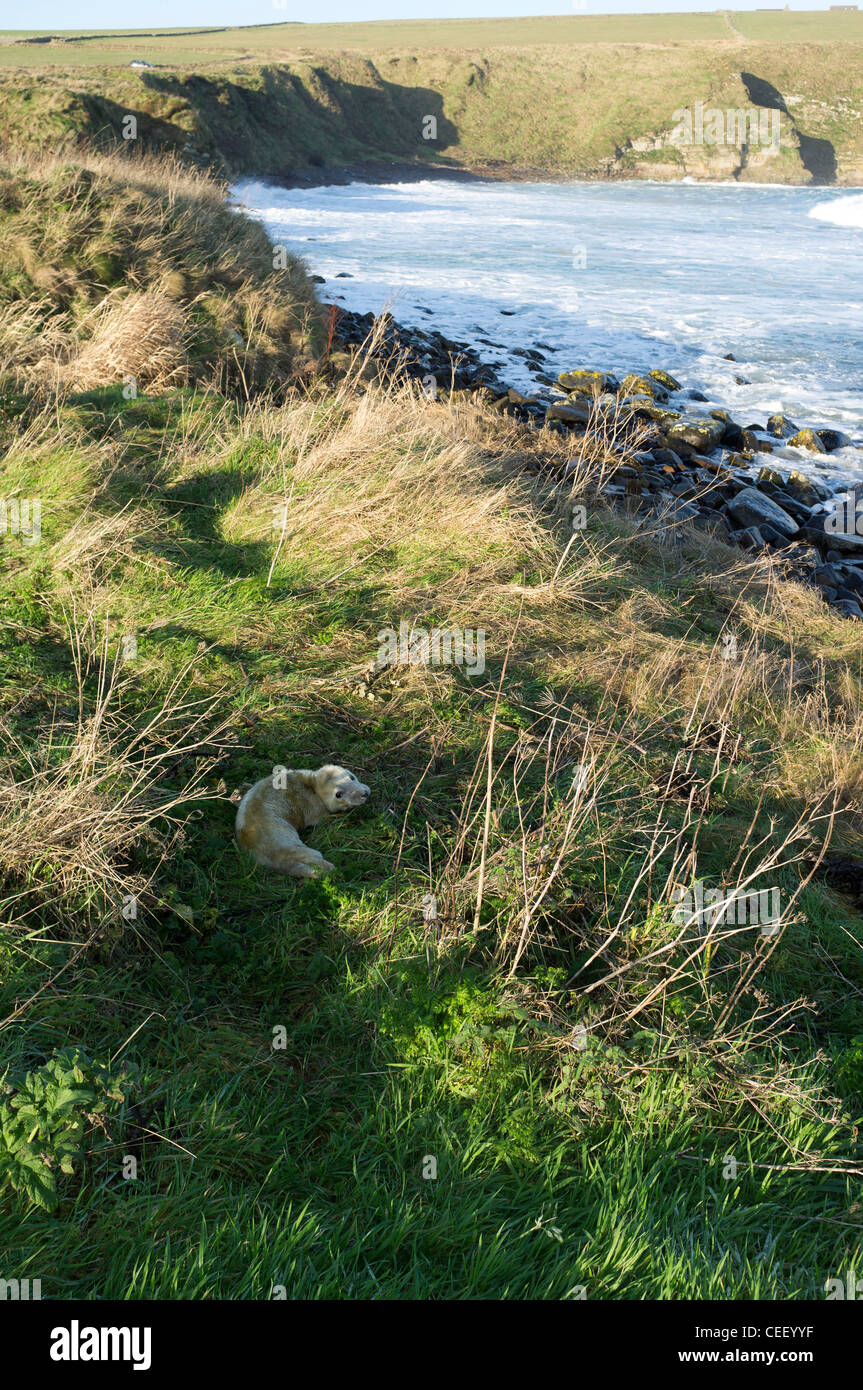 dh Halichoerus grypus sigilli SIGILLI UK di nuova nascita Atlantic Grey cucciolo di sigillo in erba sopra i cuccioli di riva orkney cuccioli Foto Stock