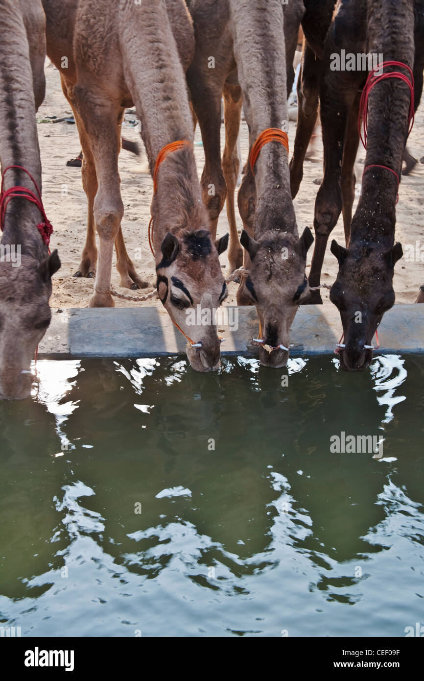 Cammelli bere acqua a Pushkar Camel Fair, Pushkar, Rajasthan, India Foto Stock