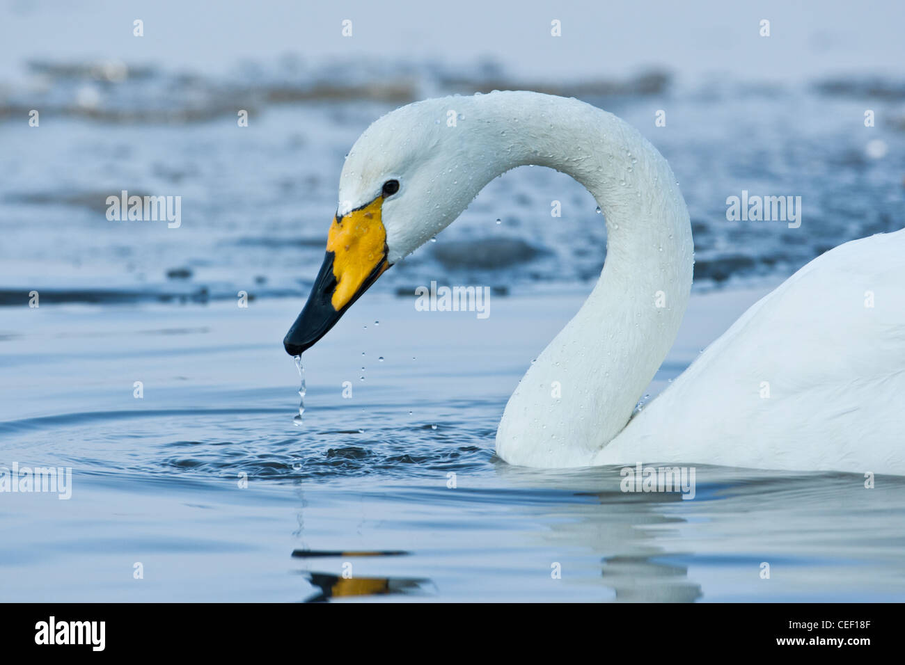 Adulto Whooper Swan (Cygnus cygnus) alimentazione tra i ghiacci, inverno, Welney, Norfolk, Inghilterra Foto Stock