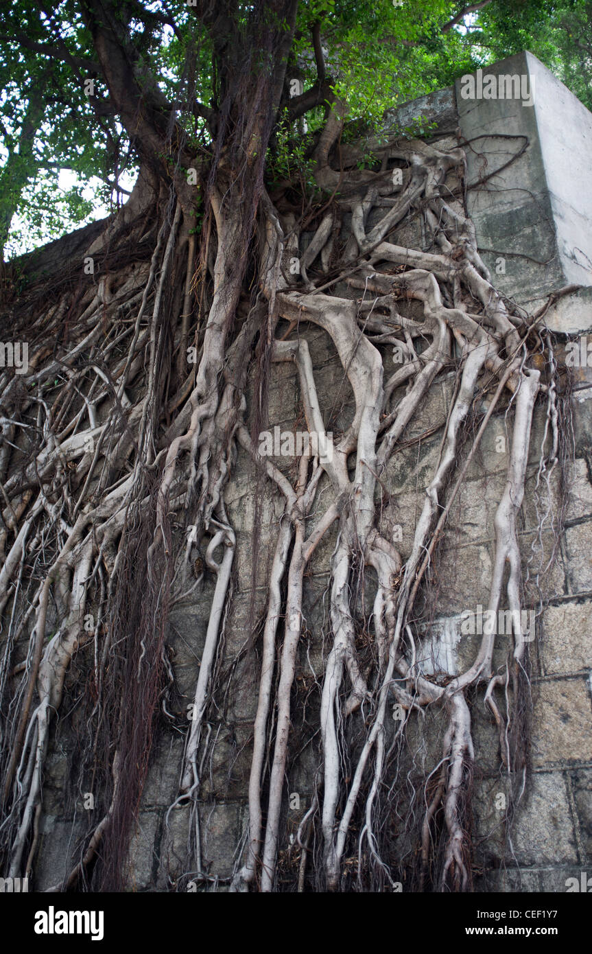 dh CAUSEWAY BAY HONG KONG ficus cinese microcarpa radici di Banyan Tree correre giù muro cina Foto Stock