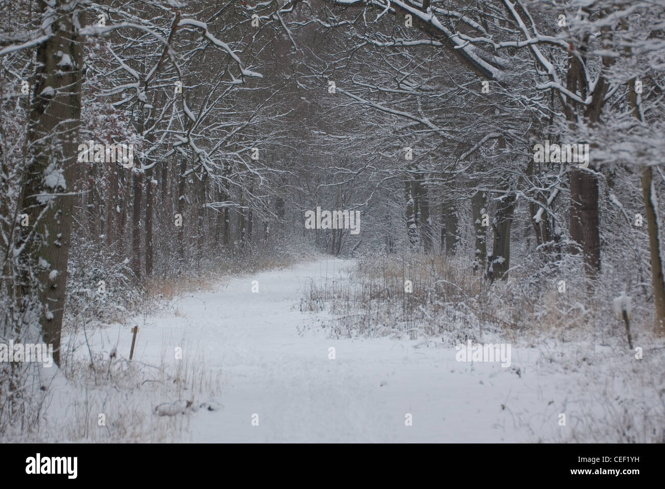 Un sentiero innevato conduce attraverso un inglese un bosco di latifoglie in inverno. Gli alberi sono il carpino, frassino e quercia con il nocciolo il bosco ceduo Foto Stock