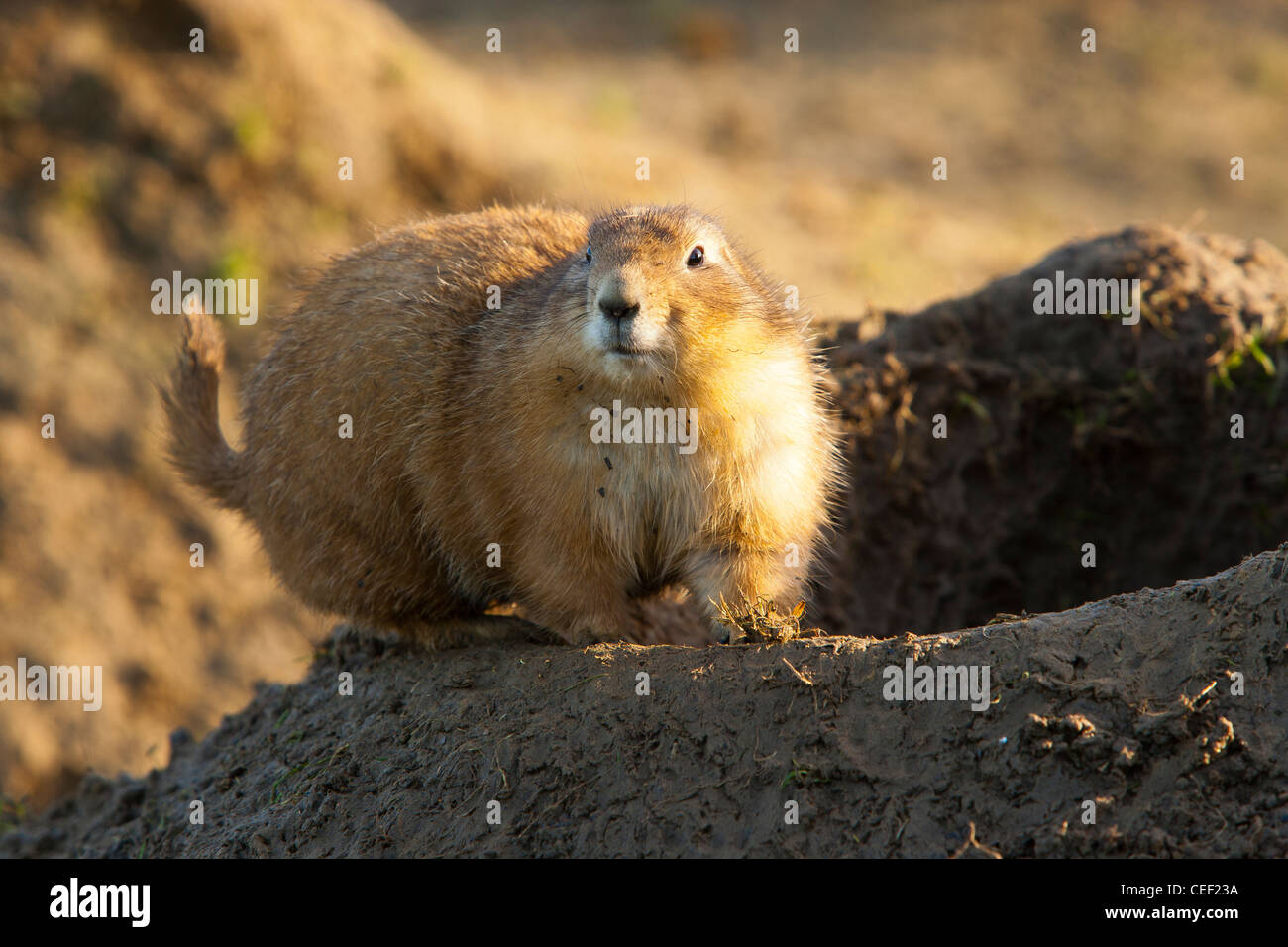 Gunnison del cane della prateria (Cynomys gunnisoni) Vicino Burrow Foto Stock