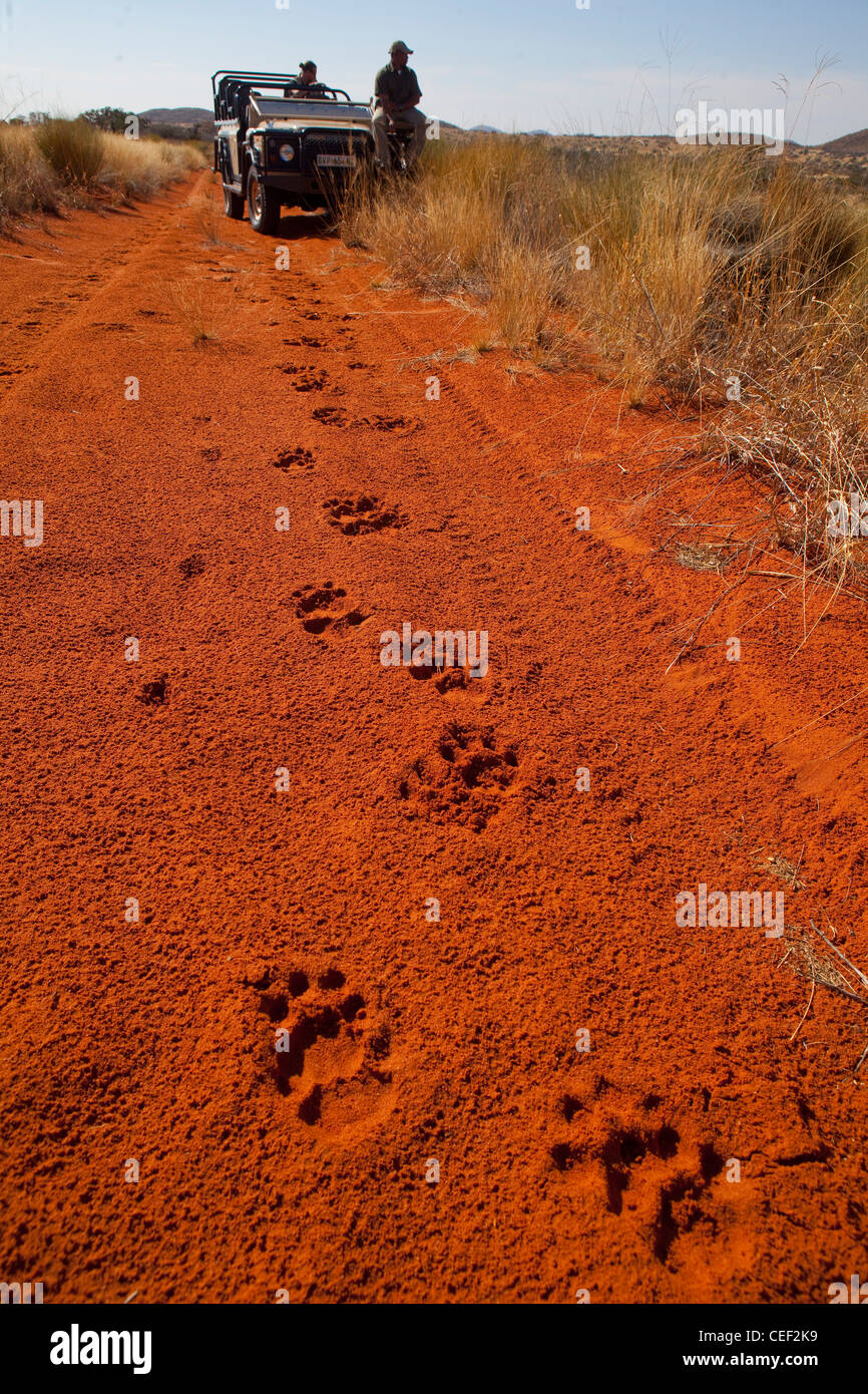 Tswalu Kalahari Reserve, la famiglia Oppenheimer-riserva di proprietà nei pressi della piccola città di Vanzylsrus. Tracce di Lion Foto Stock