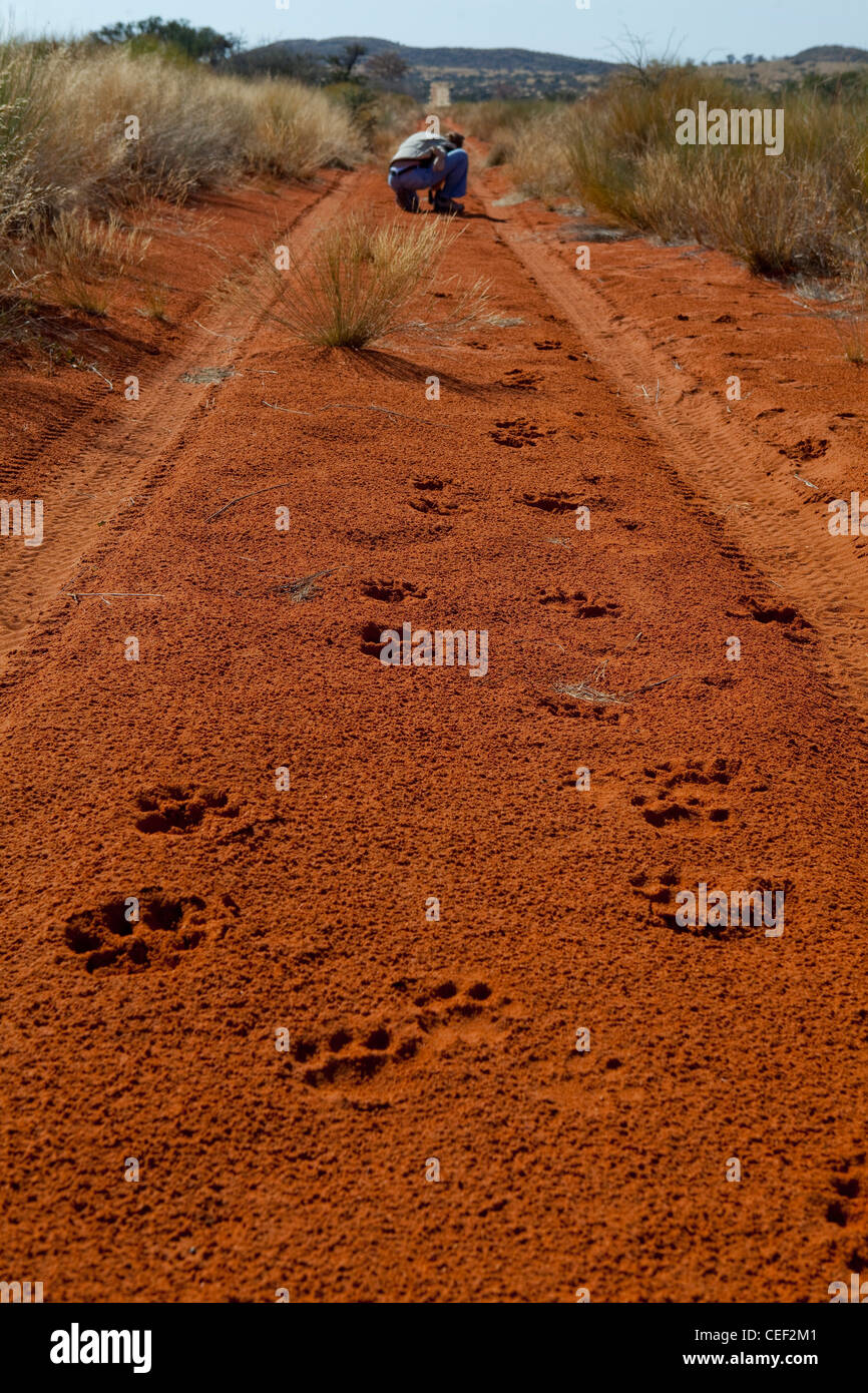 Tswalu Kalahari Reserve, la famiglia Oppenheimer-riserva di proprietà nei pressi della piccola città di Vanzylsrus. Tracce di Lion Foto Stock