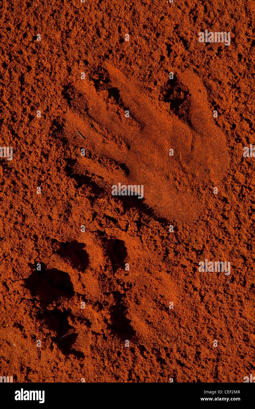 Tswalu Kalahari Reserve, la famiglia Oppenheimer-riserva di proprietà nei pressi della piccola città di Vanzylsrus. Tracce di Lion Foto Stock