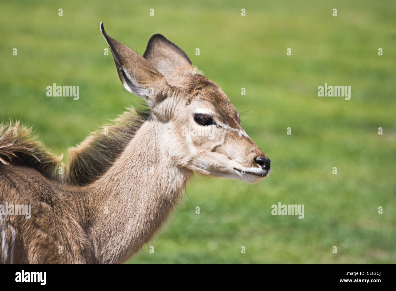 Kudu maggiore o di vitello Tragelaphus strepsiceros con erba verde sullo sfondo Foto Stock