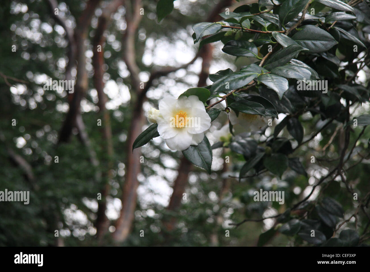 Bellissimo fiore di inverno Foto Stock