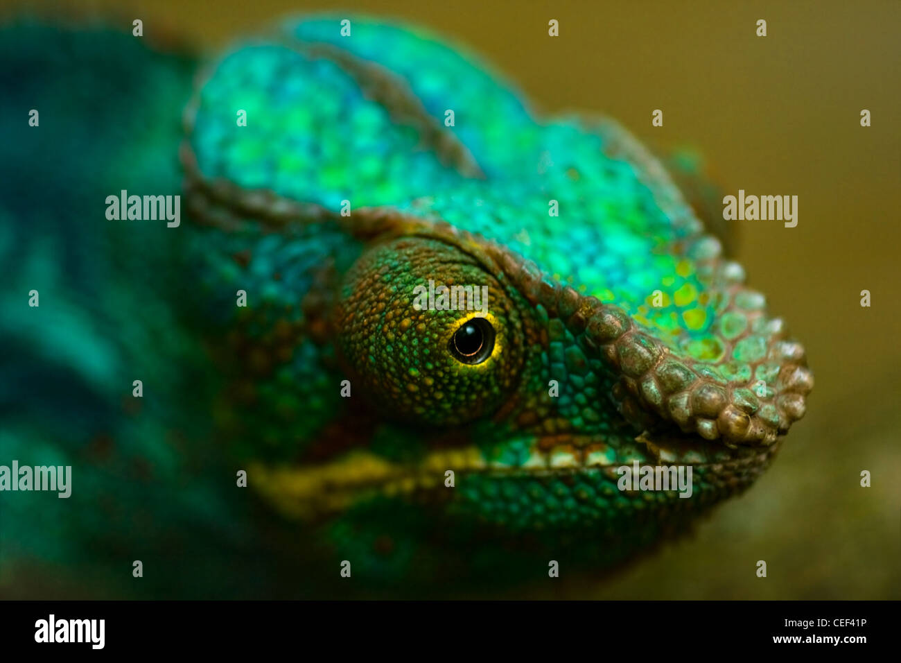 Testa di coloratissimi Panther chameleon o Chamaeleo pardalis in vista ravvicinata con bassa dept del campo Foto Stock