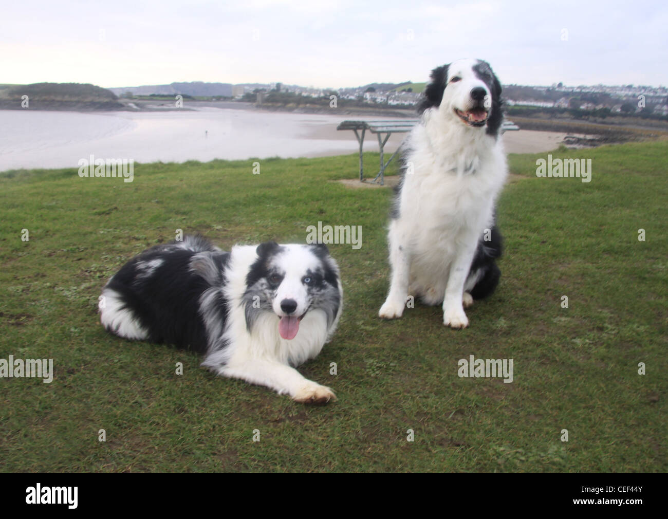 Due collies sulla scogliera Foto Stock