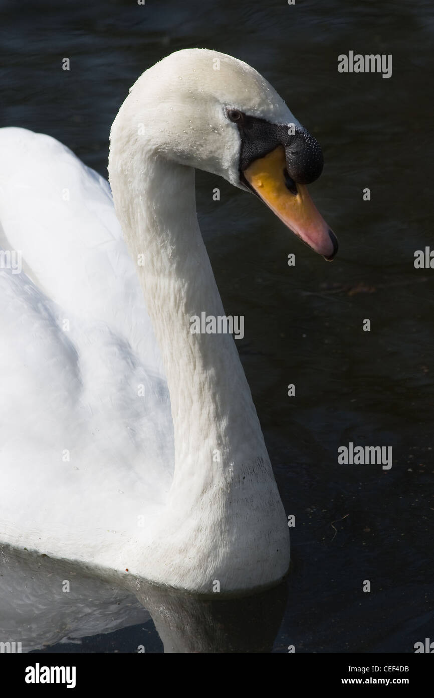 Nuoto bianco giovane cigno o Cygnus olor Foto Stock