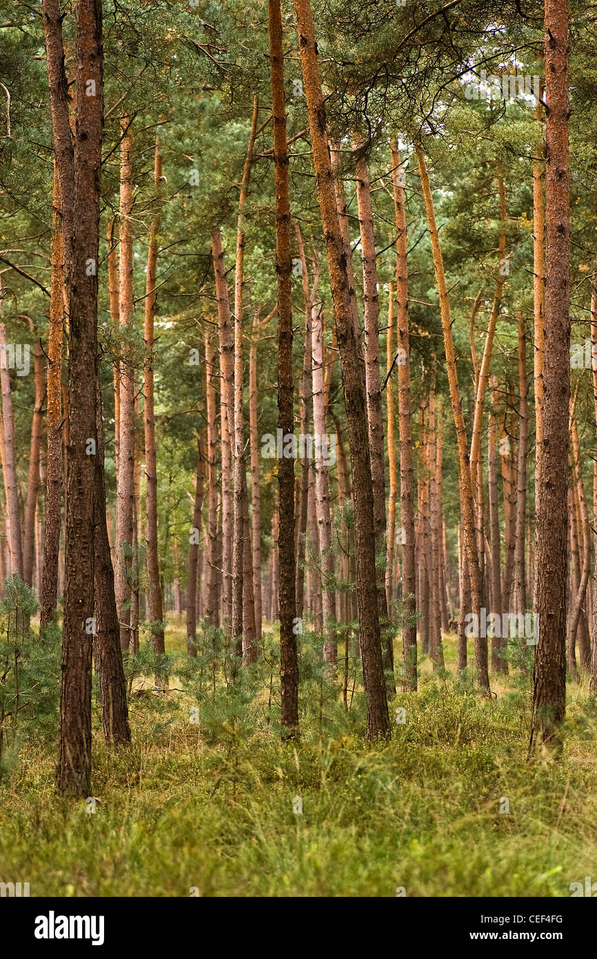 Foresta di giovani e dritto pini piantati per legno sulla giornata di sole in estate Foto Stock