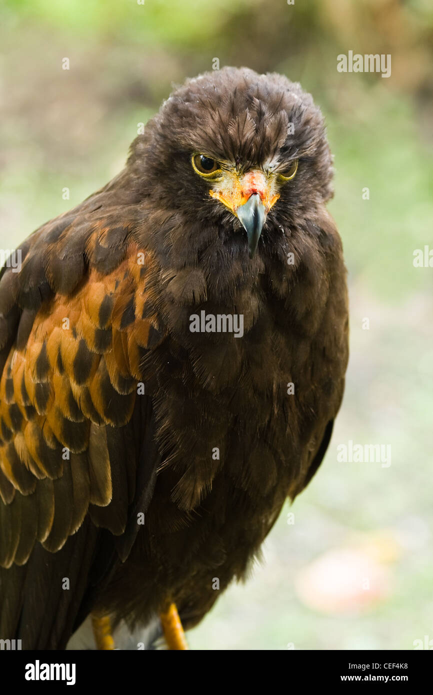 Harris hawk, chiamato anche Dusky hawk, bay-winged Hawk o Parabuteo unicinctus Foto Stock