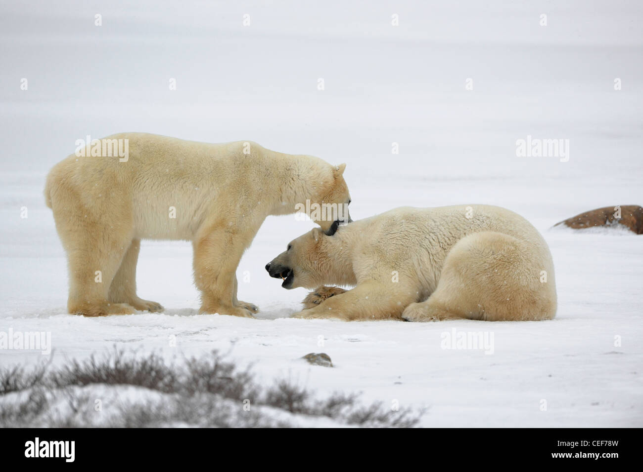 Due orsacchiotti lotta, una sufficiente un altro denti per la nuca. Foto Stock
