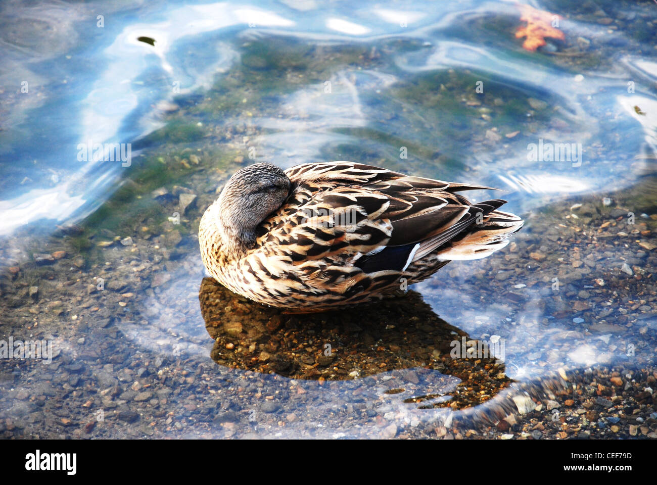 Duck,,animale selvatica,lago,stagno,l'acqua,uccelli,sonno,uno Foto Stock