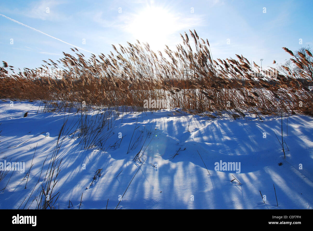 L'inverno,landscape,snow,reed,sun,l'erba,impianto,nuvole, Foto Stock