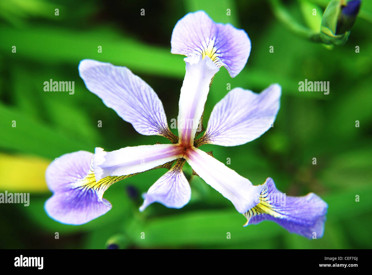 Iris,fiori,macro,giardino,blossom,natura,l'estate Foto Stock