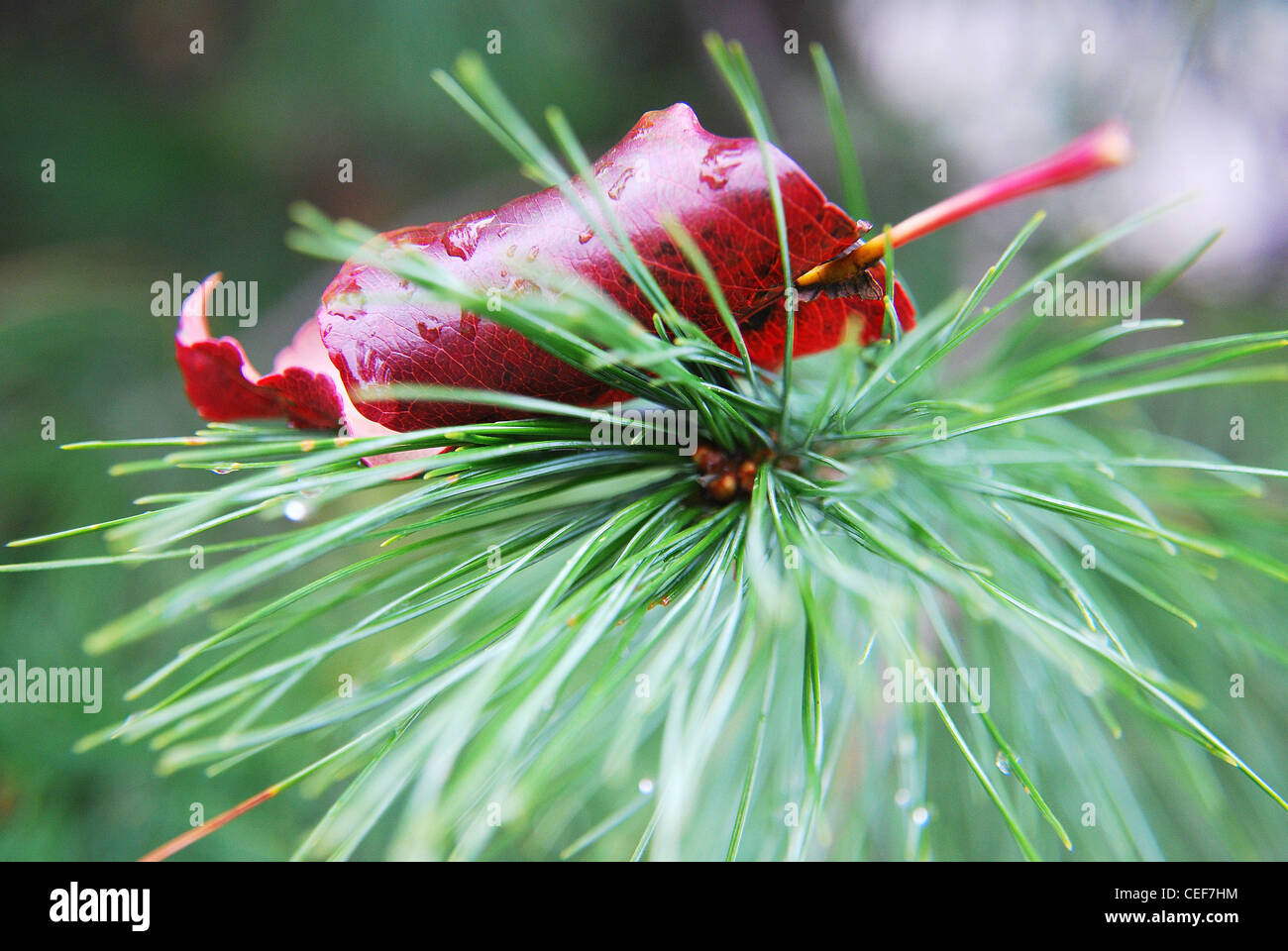 Pine,tree,foglie,scende,ago,rami,macro,parco Foto Stock