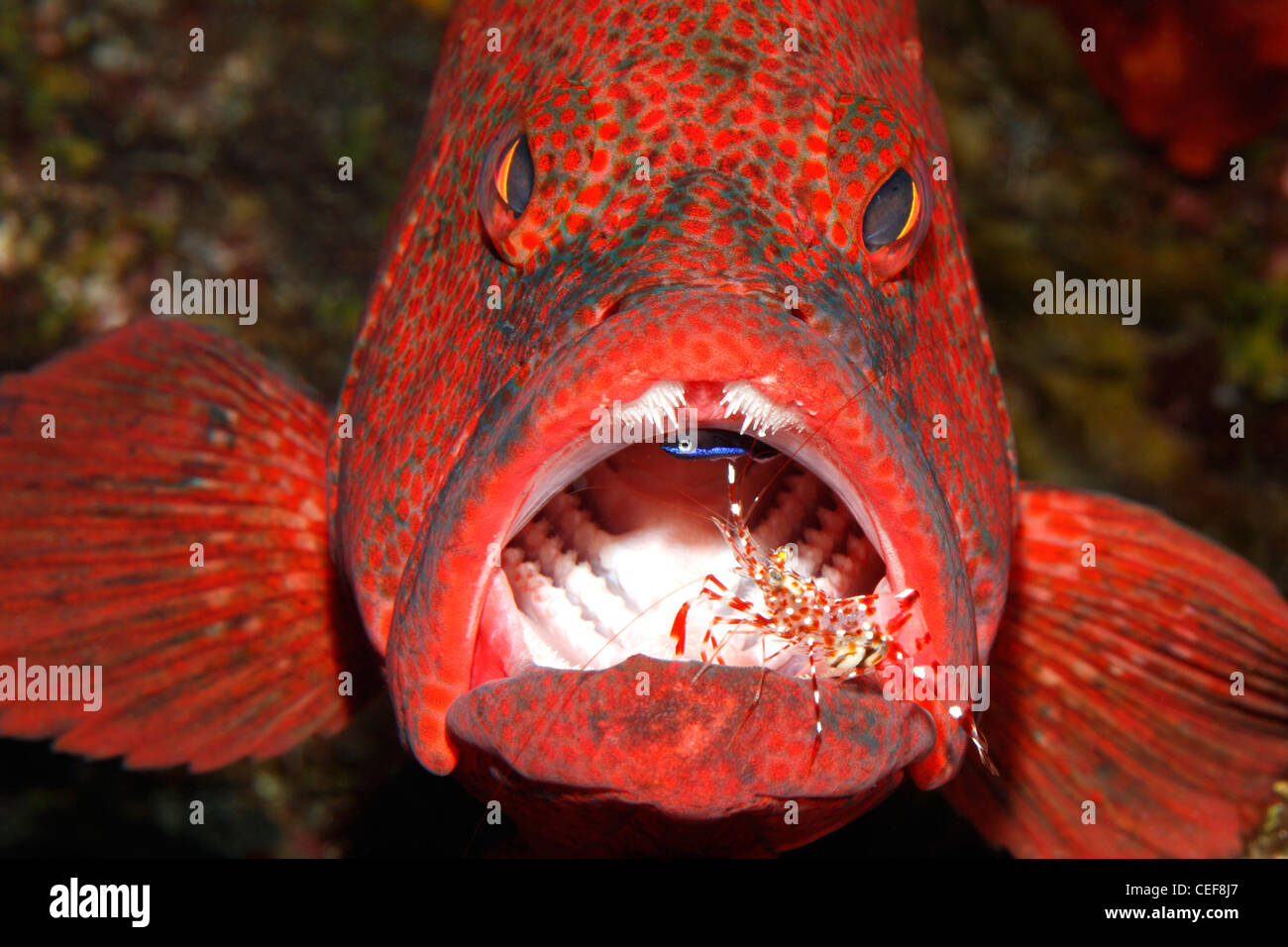 Cod di pomodoro o di pomodoro, raggruppatore Cephalopholis sonnerati, avente denti puliti da un gambero, Urocaridella antonbruunii e Blue Streak Wrasse Foto Stock