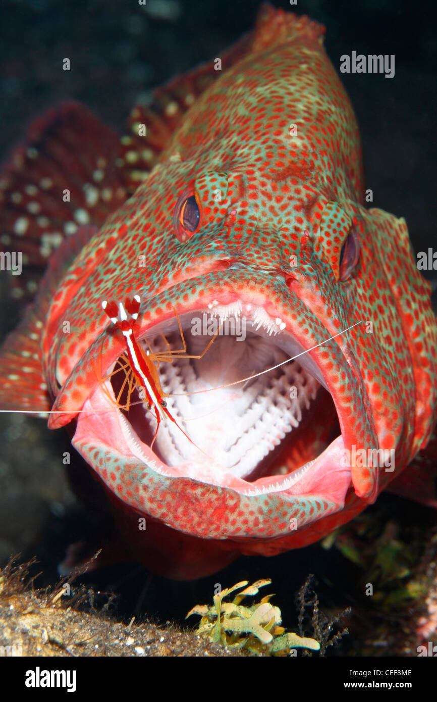 Cod di pomodoro o di pomodoro, raggruppatore Cephalopholis sonnerati, essendo pulito mediante un pulitore di gamberi Lysmata amboinensis. Foto Stock