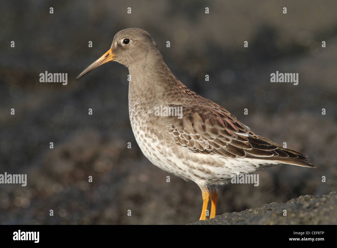 Sandpiper viola (Calidris maritima) in piedi su rocce vulcaniche costiere nelle Azzorre, Portogallo. Foto Stock