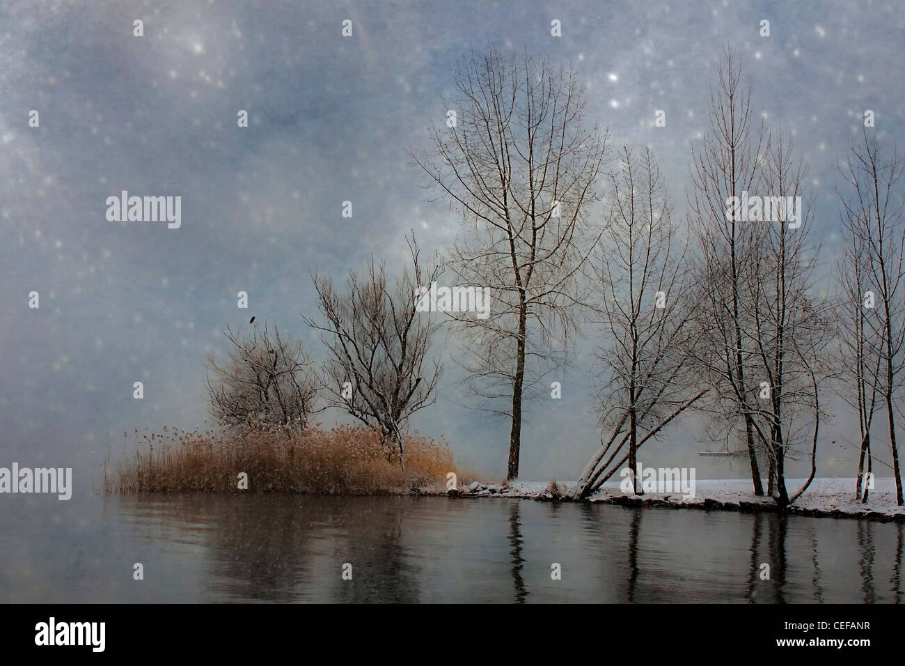 Inverno alberi con neve al Lago Maggiore Foto Stock