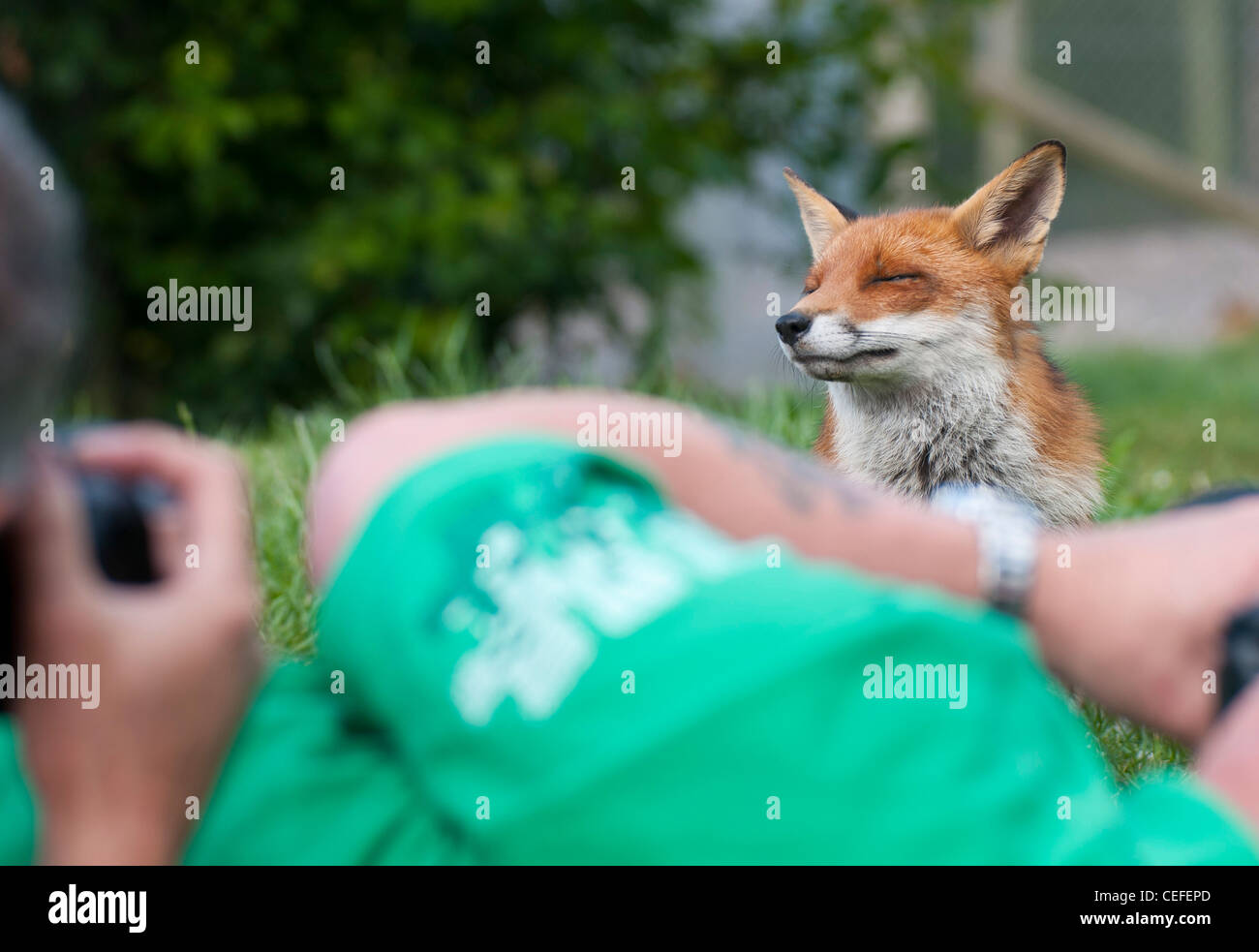 Red Fox (vulpes vulpes vulpes) - paparazzi Foto Stock