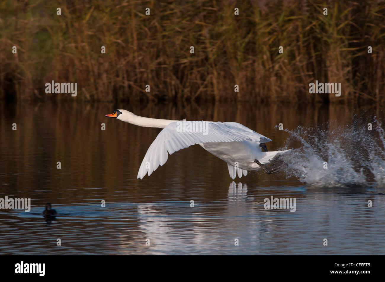 Cigno (Cygnus olor) Foto Stock