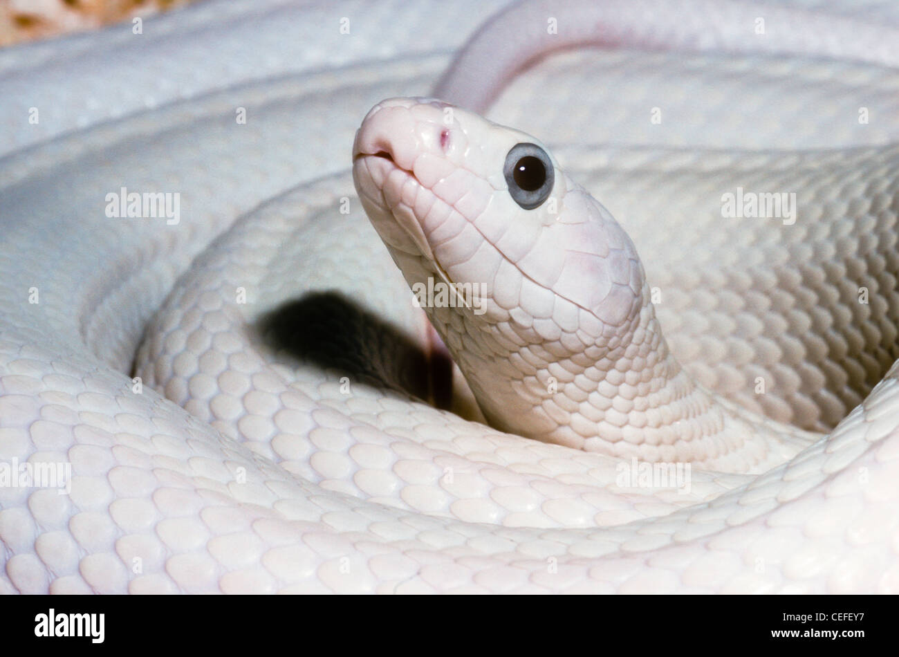 Texas Biacco Pantherophis obsoletus, ex Elaphe obsoleta lindheimeri. Modulo Leucistic Foto Stock