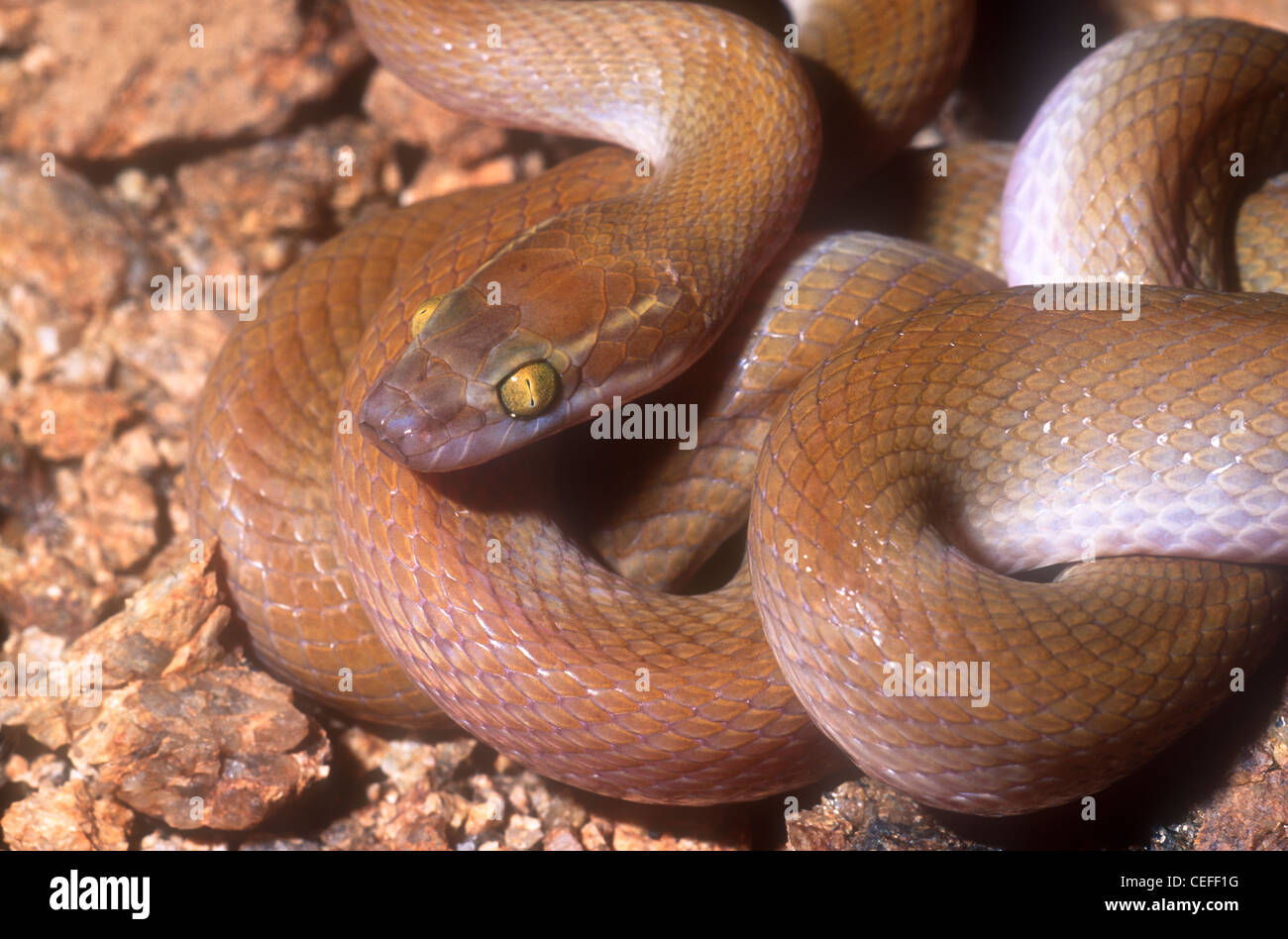 Casa marrone snake Boaedon fuliginosus mentalis (ex Lamprophis fuliginosus) Namaqualand Sud Africa Foto Stock