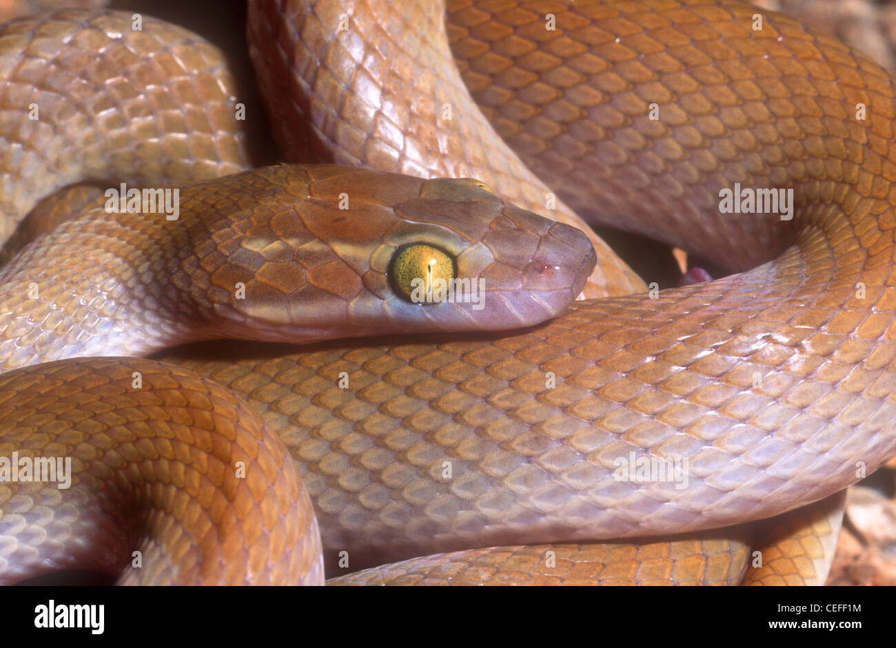 Casa marrone snake Boaedon fuliginosus mentalis, precedentemente Lamprophis fuliginous mentalis, Namaqualand Sud Africa Foto Stock