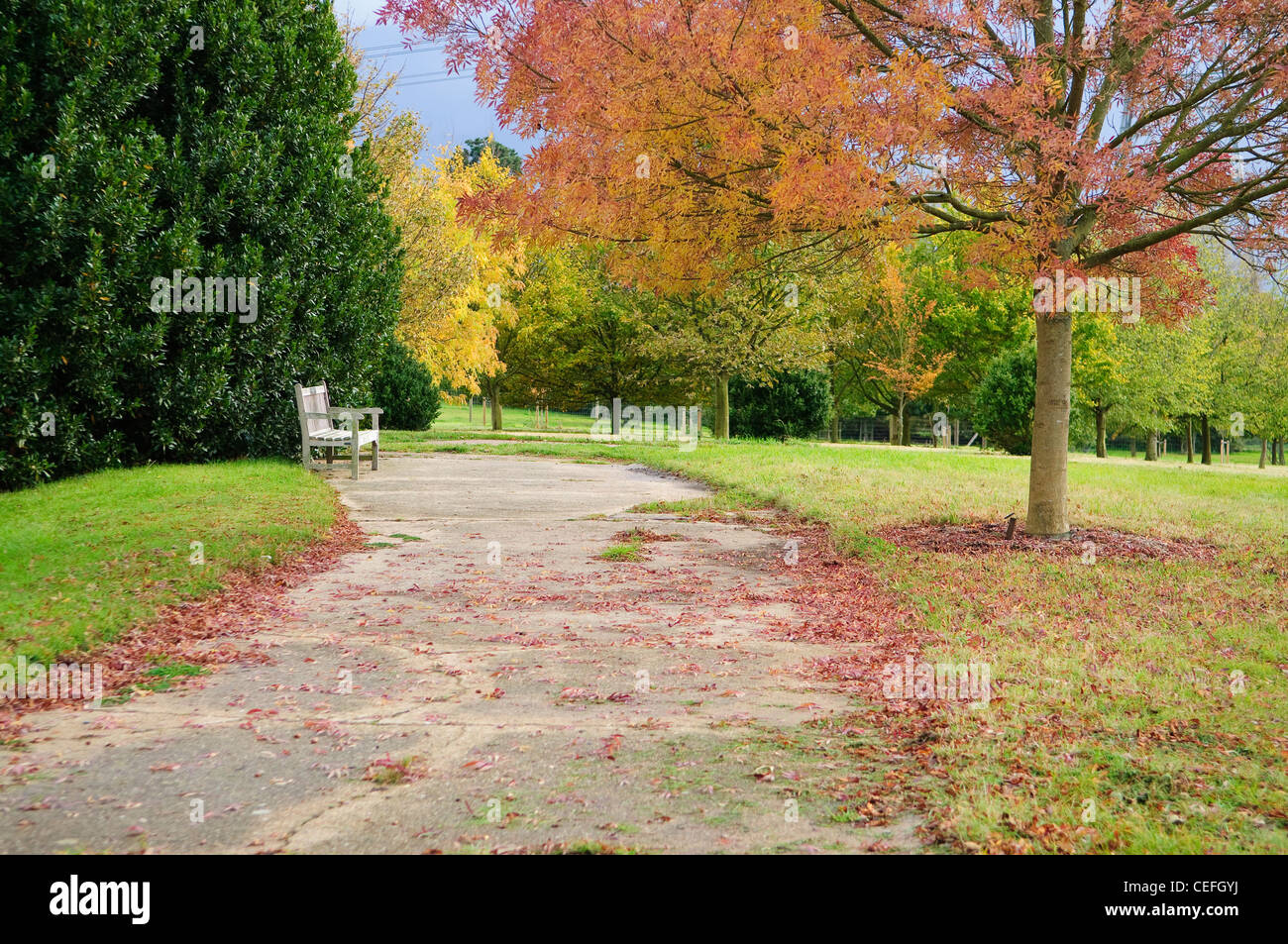Inglese parco autunno, Essex, Regno Unito Foto Stock
