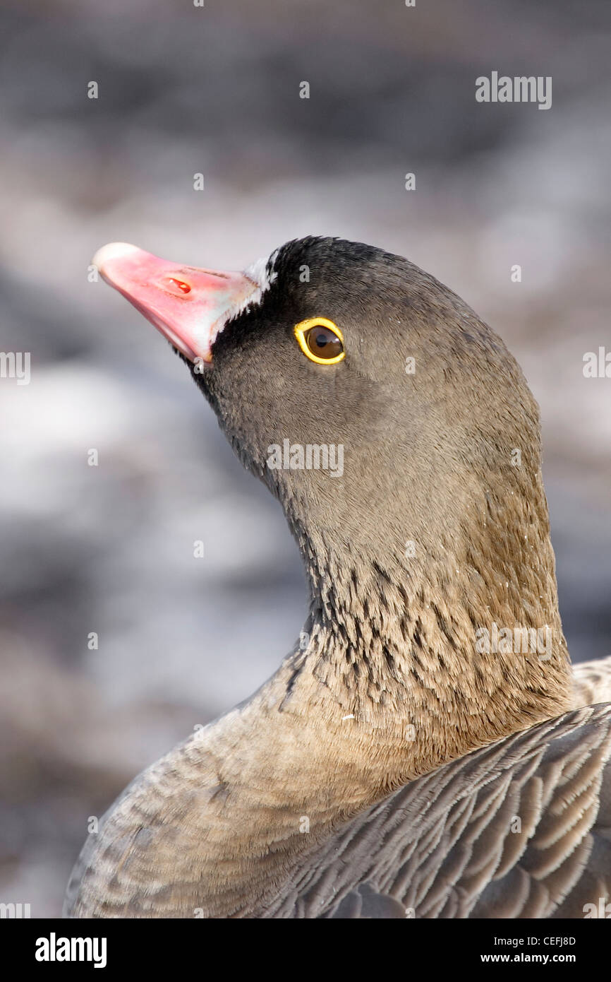 Ritratto di una minore bianco-fronteggiata Goose (Anser erythropus). Foto Stock