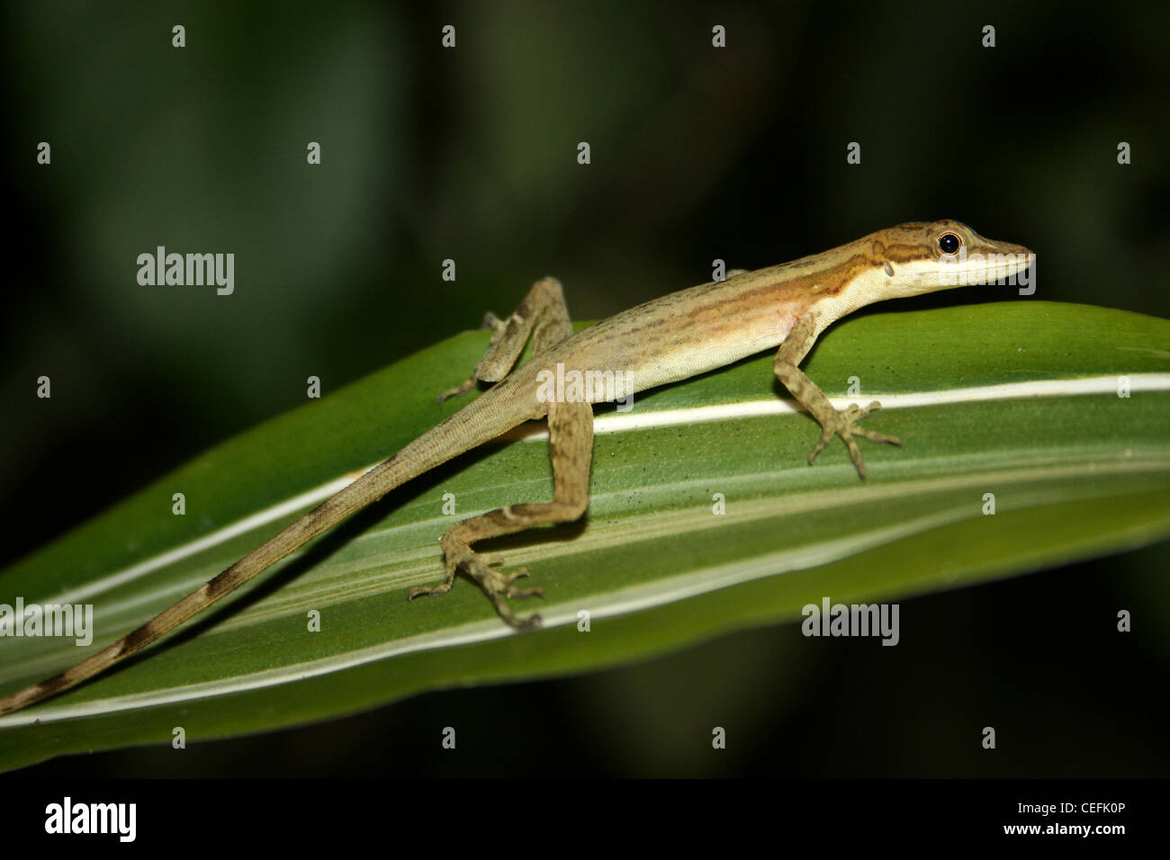 Anole Lizard - confine Anole (noto anche come Anole) limifrons Anolis Foto Stock