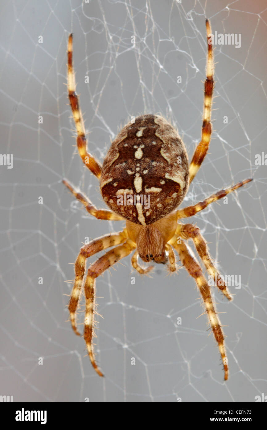 Giardino europeo spider (Araneus Diadematus) Foto Stock